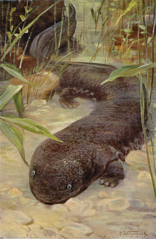 Kjempesalamander av after Wilhelm Kuhnert