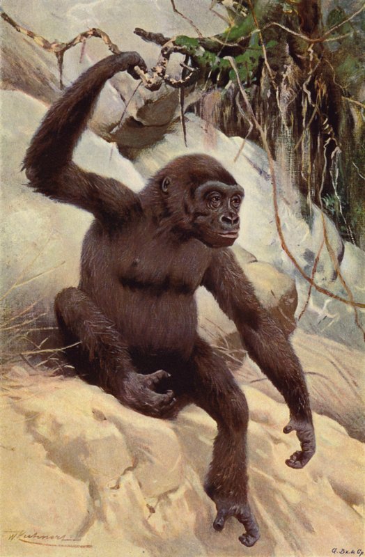 Gorilla av after Wilhelm Kuhnert
