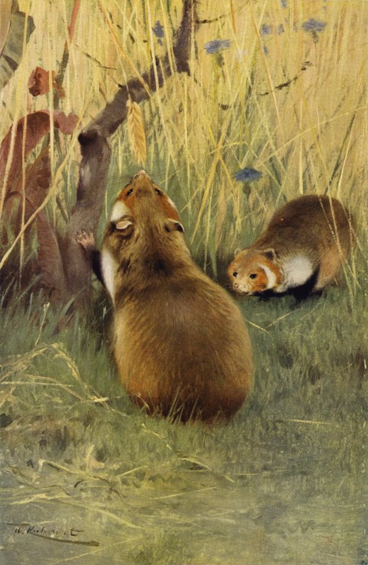 Hamster av after Wilhelm Kuhnert