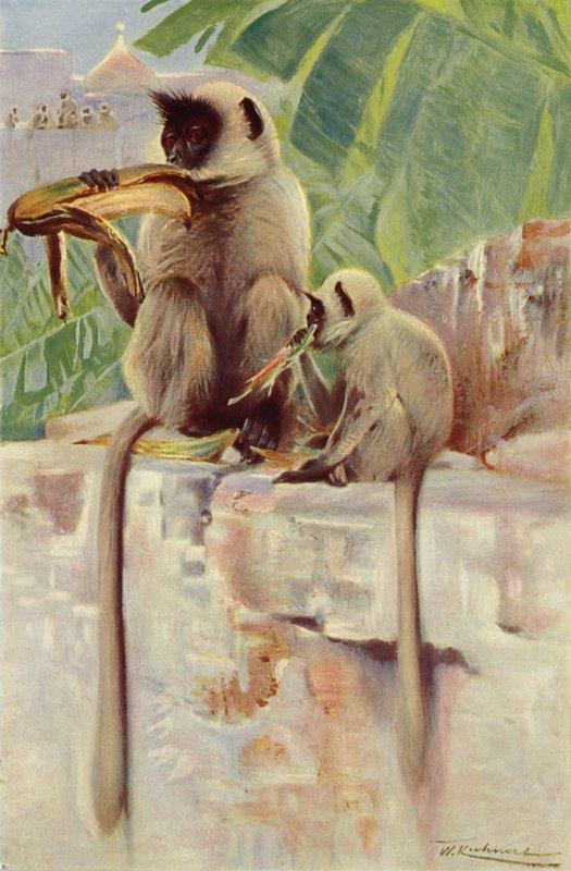 Hanuman Monkey av after Wilhelm Kuhnert