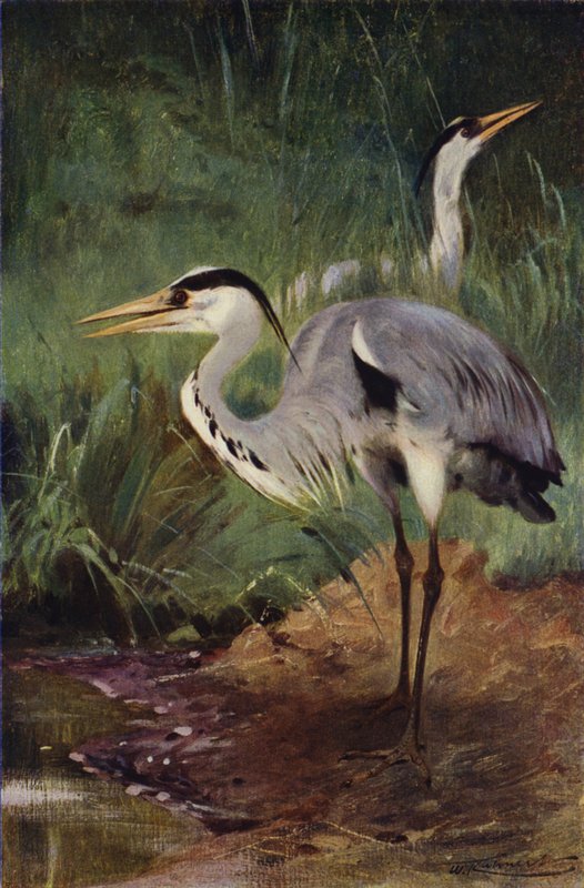 Hegre av after Wilhelm Kuhnert