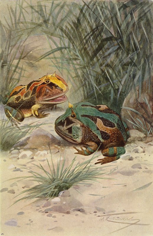 Hornet frosk av after Wilhelm Kuhnert