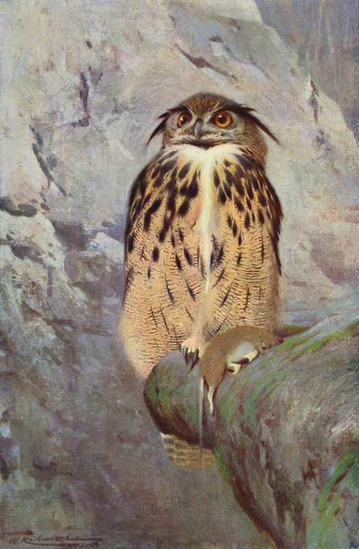 Hornugle av after Wilhelm Kuhnert