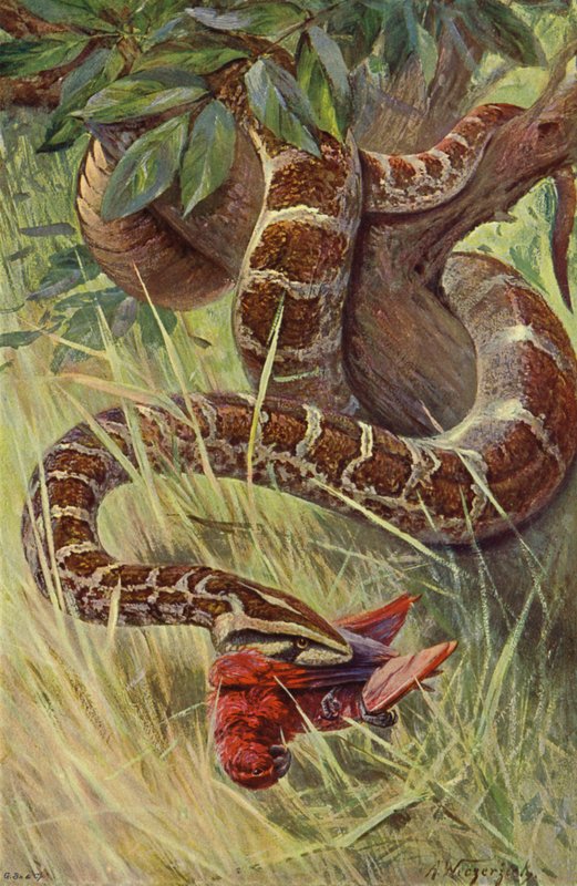 Indisk Python av after Wilhelm Kuhnert