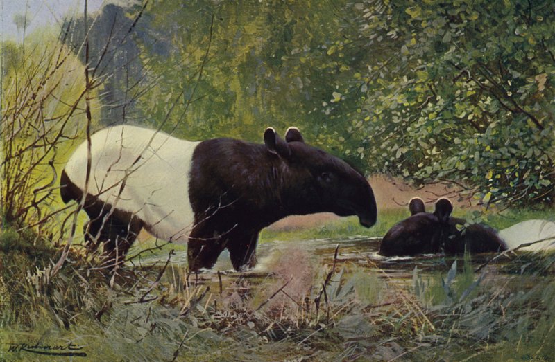 Indisk tapir av after Wilhelm Kuhnert