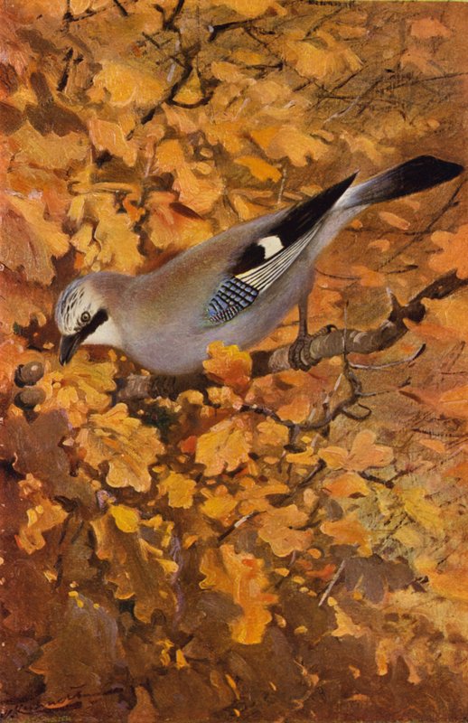 Jay av after Wilhelm Kuhnert
