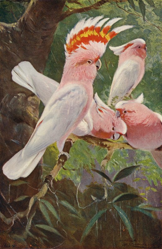 Leadbeaters kakadu av after Wilhelm Kuhnert