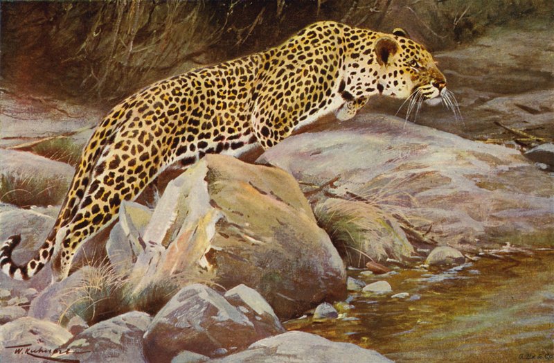Leopard av after Wilhelm Kuhnert