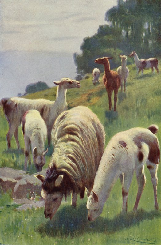 Anrop av after Wilhelm Kuhnert