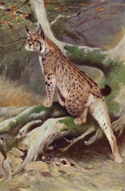 Gaupe av after Wilhelm Kuhnert