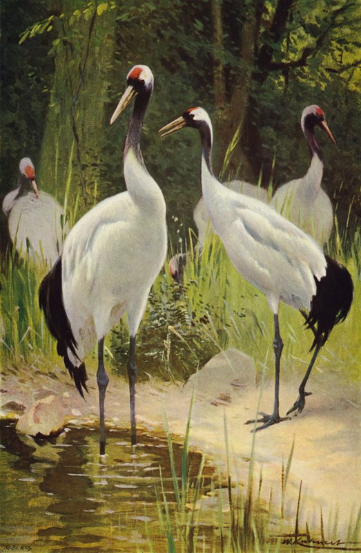 Manchurian Crane av after Wilhelm Kuhnert