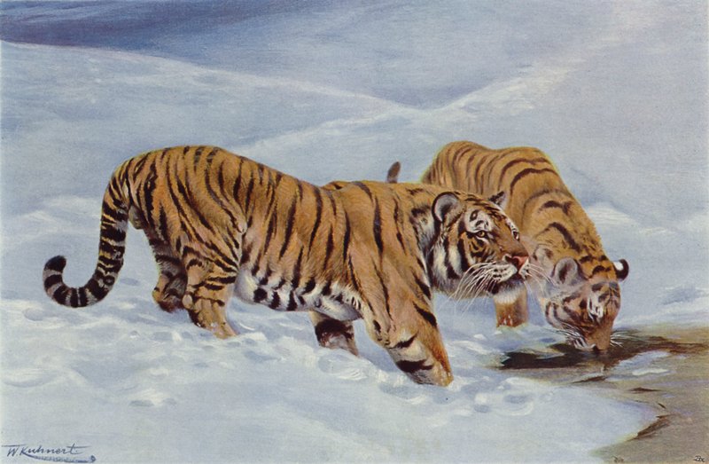 Manchurian tiger av after Wilhelm Kuhnert