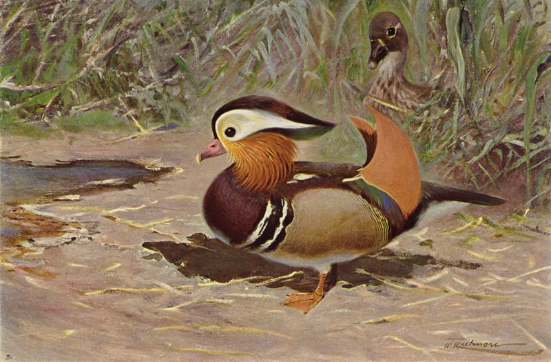 Mandarin and av after Wilhelm Kuhnert