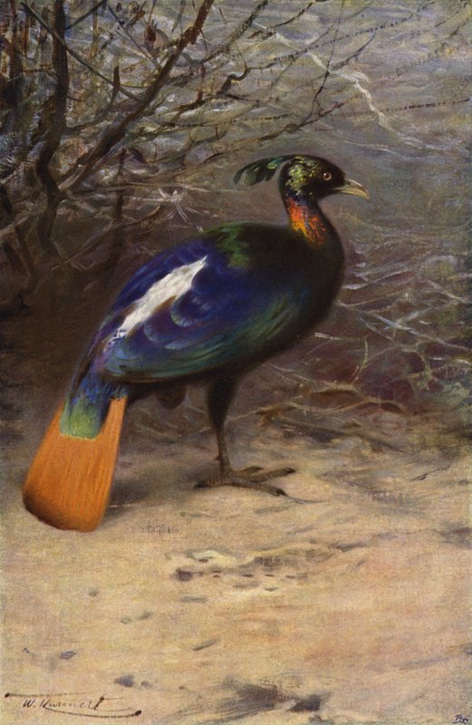 Monal av after Wilhelm Kuhnert