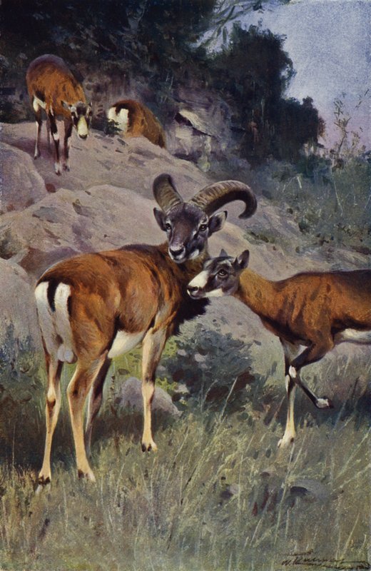 Mouflon av after Wilhelm Kuhnert