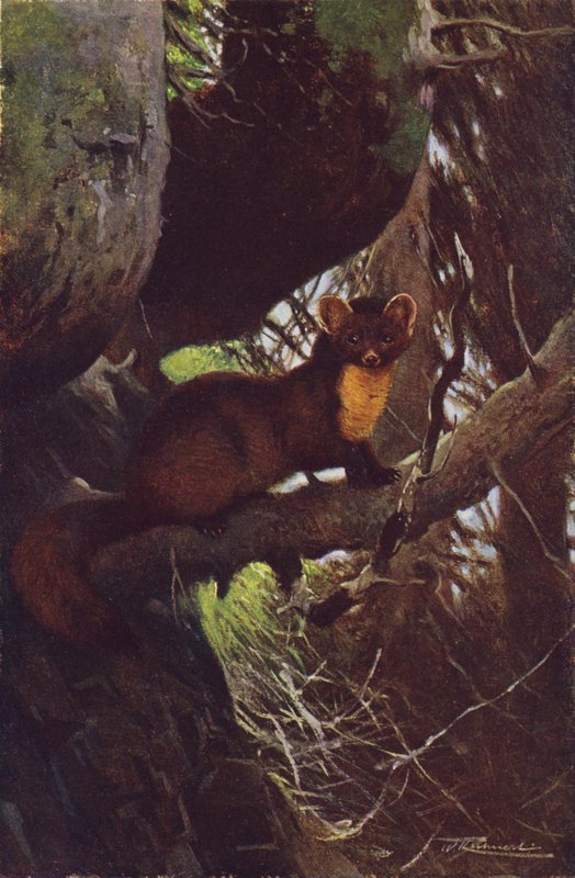 Furumår av after Wilhelm Kuhnert