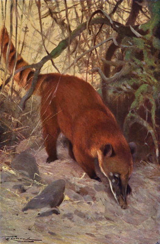 Rød Coati av after Wilhelm Kuhnert