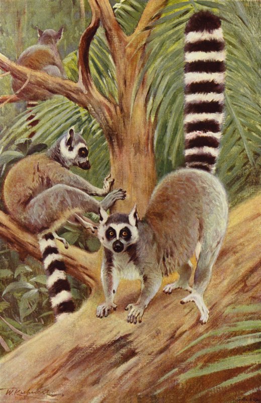 Ringhalelemur av after Wilhelm Kuhnert