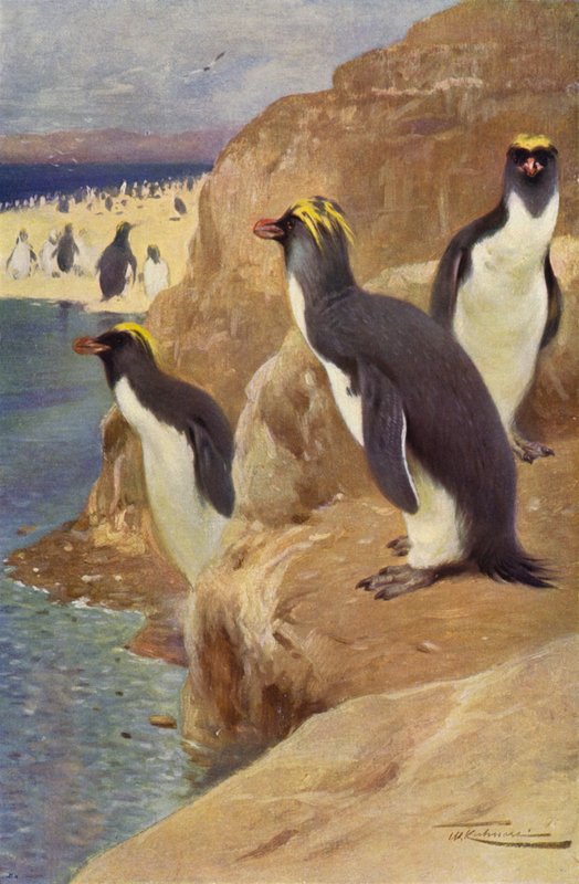 Rock Penguin av after Wilhelm Kuhnert