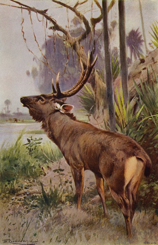Til samba av after Wilhelm Kuhnert