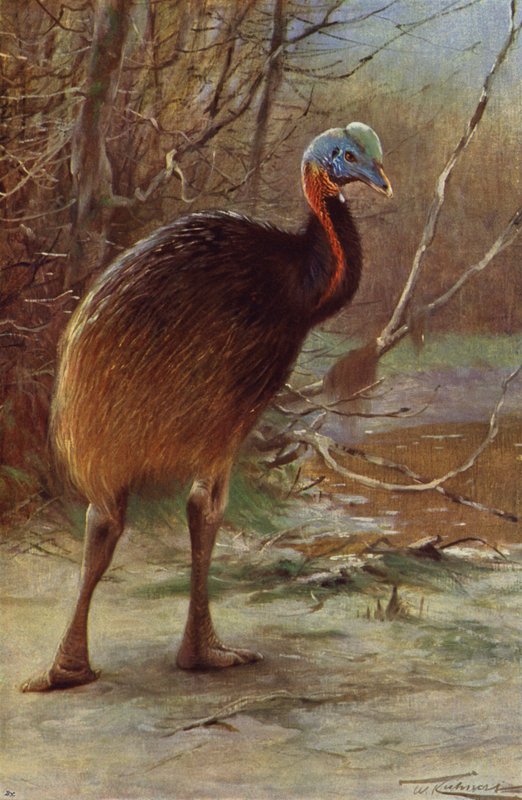 En-wattled kasuar av after Wilhelm Kuhnert