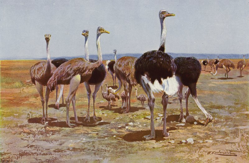 Somalisk struts av after Wilhelm Kuhnert