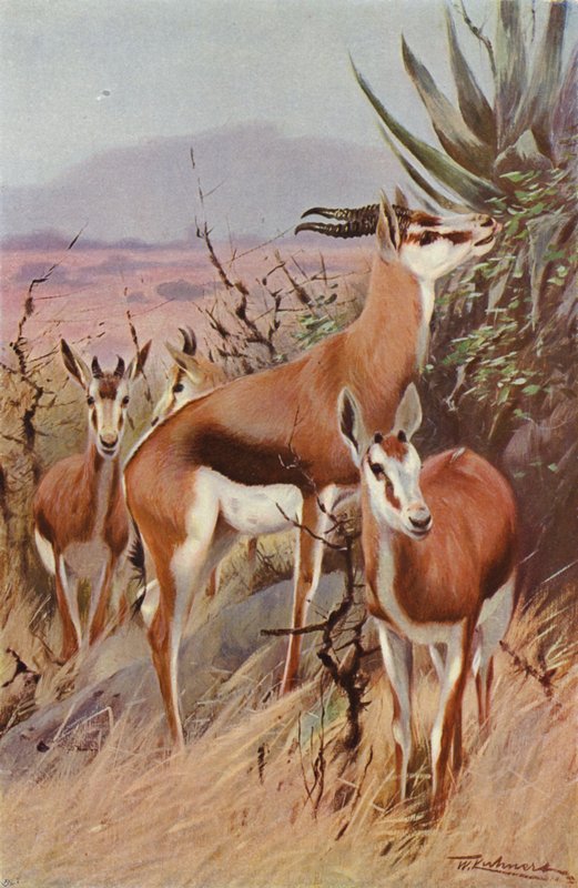 Springbok av after Wilhelm Kuhnert