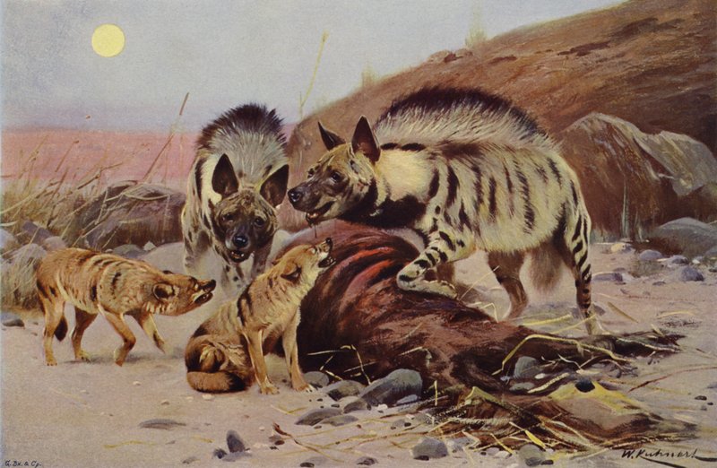 Stripete hyena og sjakal av after Wilhelm Kuhnert