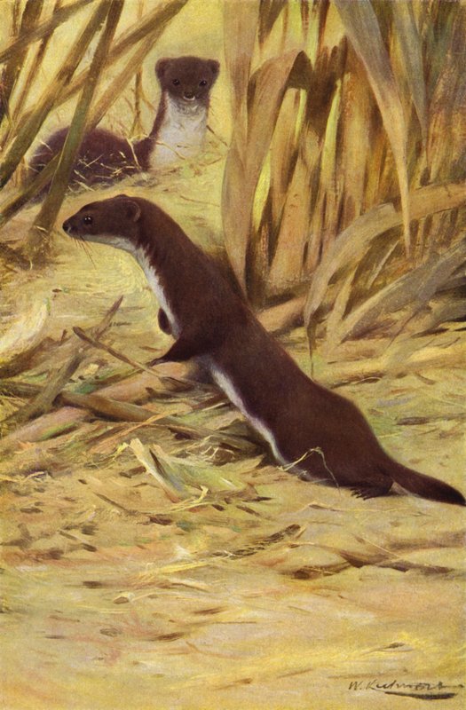 Weasel av after Wilhelm Kuhnert