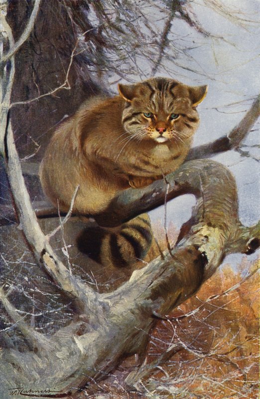 Villkatt av after Wilhelm Kuhnert