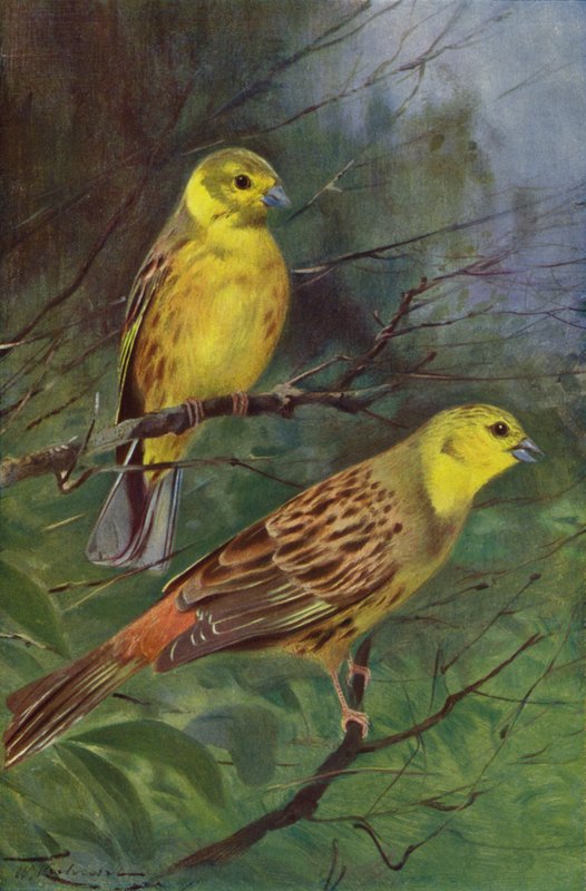 Gul Bunting av after Wilhelm Kuhnert